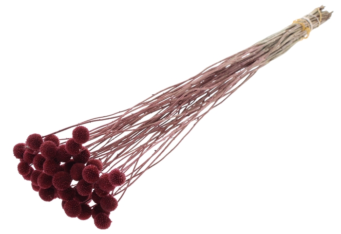 <h4>Craspedia Dried Burgundy</h4>