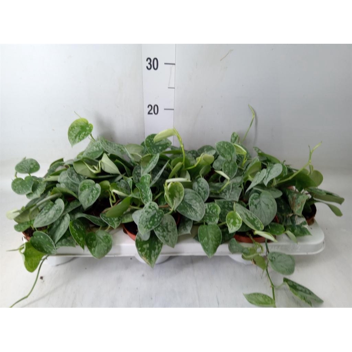 <h4>Scindapsus pictus 'Silvery Ann'</h4>