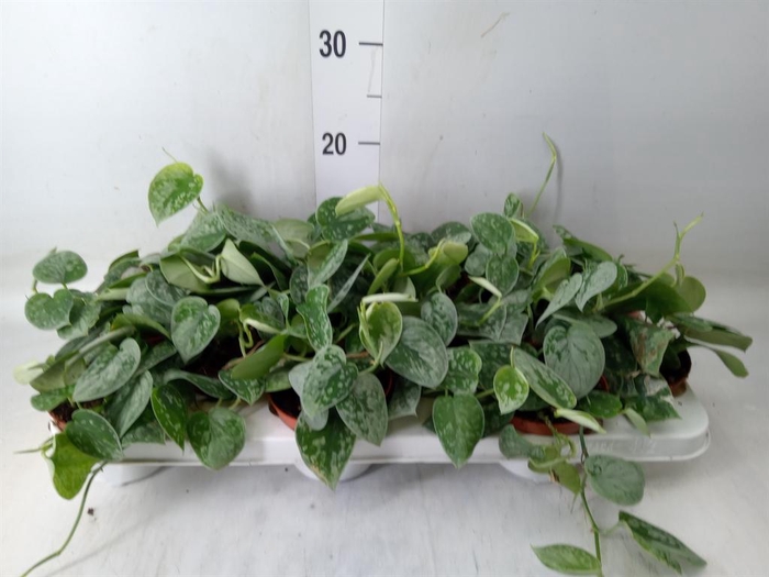 Scindapsus pictus 'Silvery Ann'