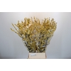Ilex Citronella