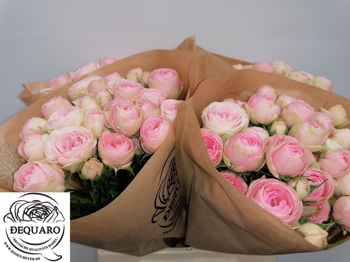 <h4>R TR GRANDMAS KATY</h4>