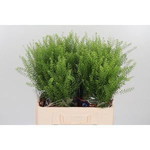 Lepidium Green Bell