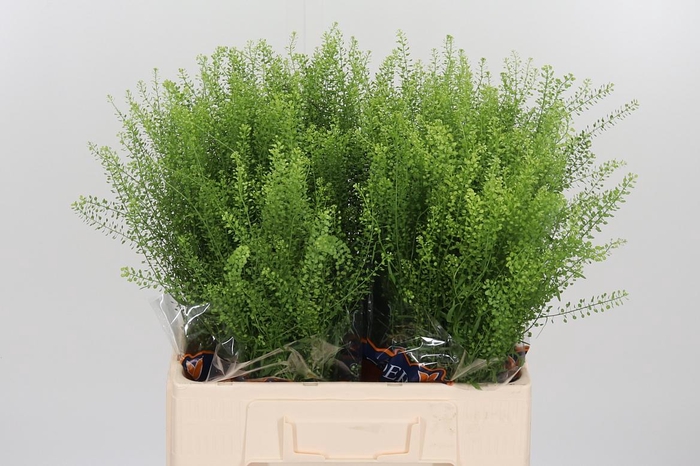 <h4>Lepidium Green Bell</h4>