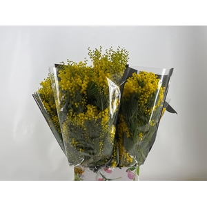 ACACIA BAILEYA BL BS