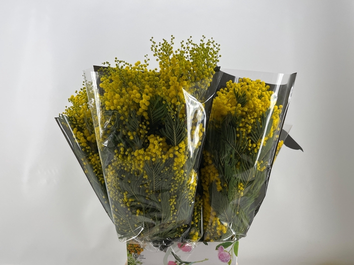 <h4>ACACIA BAILEYA BL BS</h4>