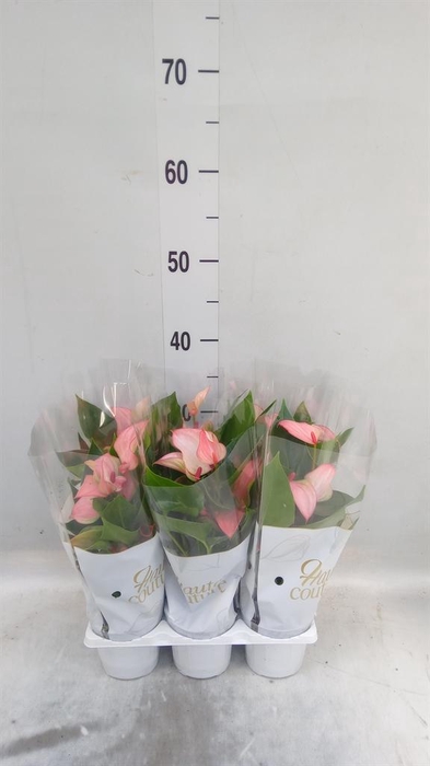 <h4>Anthurium  'Matata'</h4>