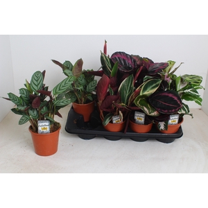 !! PROMO !! CALATHEA MIX P14 X8
