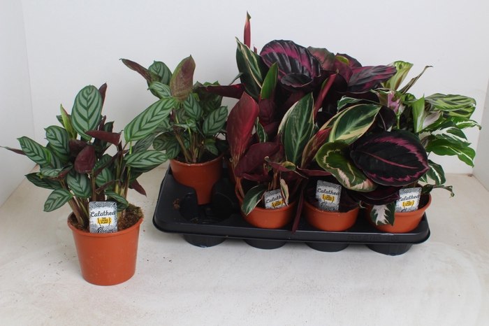 <h4>!! PROMO !! CALATHEA MIX P14 X8</h4>