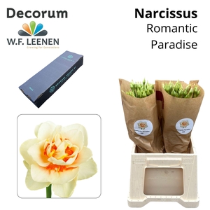 Narcissus Romantic Paradise Small Box 100