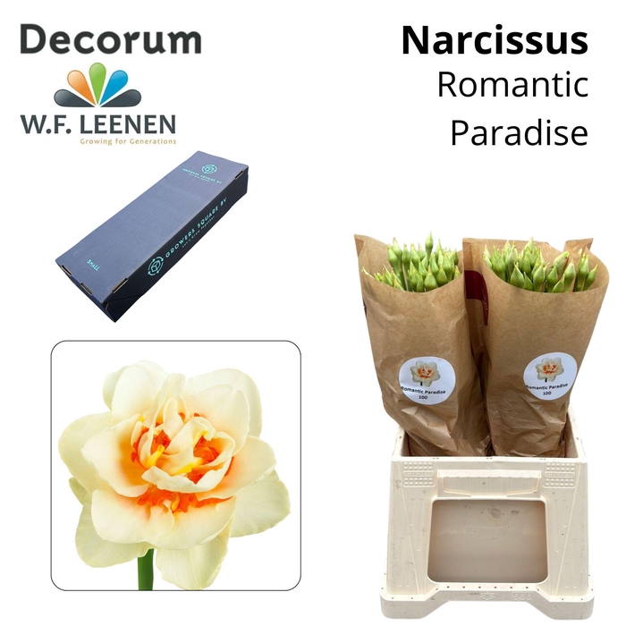 <h4>Narcissus Romantic Paradise Small Box 100</h4>