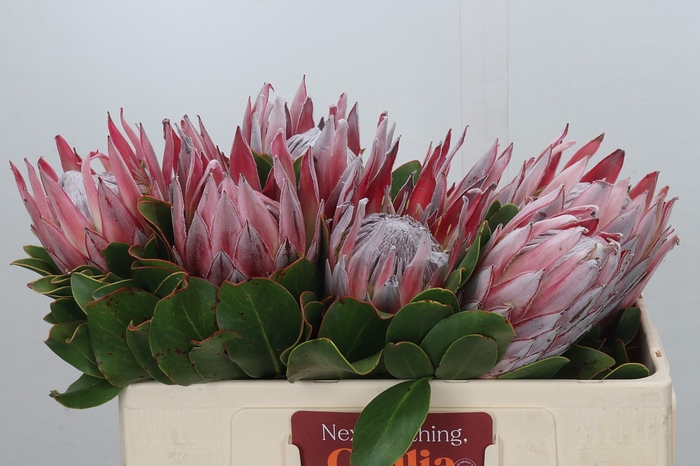 Protea Cynaroides