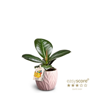 FICUS ELASTICA P7