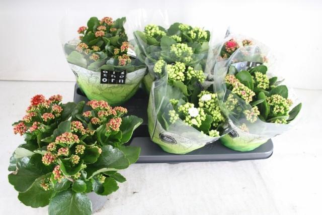 <h4>KAL GE GEM 4 KL</h4>