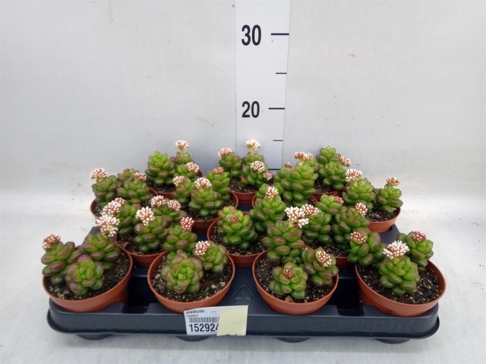 <h4>Sedum   ...</h4>