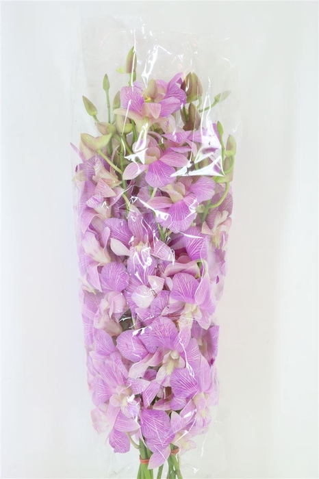 <h4>Dendro Candy Stripe Xl Sg</h4>