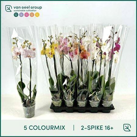 <h4>Phal Gem 5 Kl 2 Branches 16+</h4>