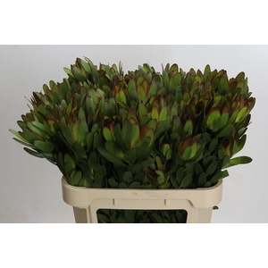 Leucadendron Goldstrike Spray