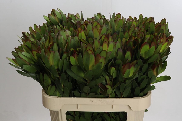 <h4>Leucadendron Goldstrike Spray</h4>