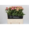Paeonia Jacorma