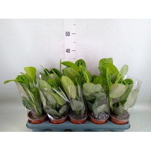 Maranta leuc. 'Lemon'