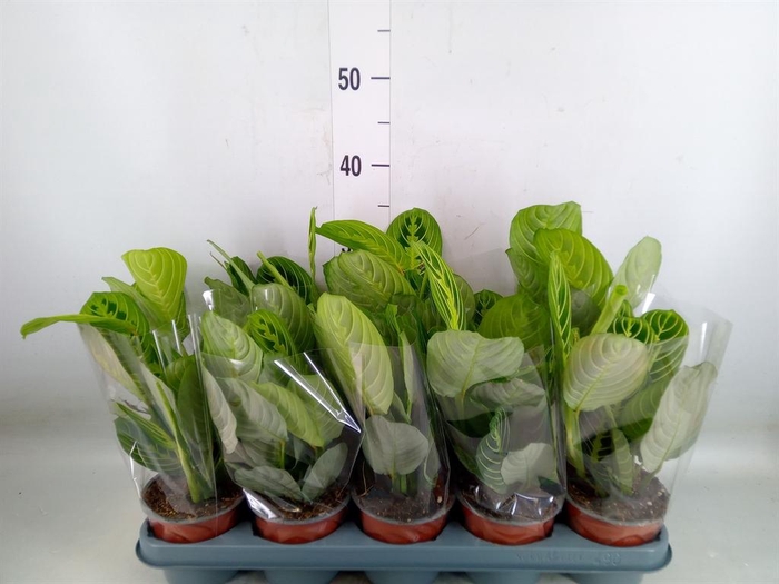 <h4>Maranta leuc. 'Lemon'</h4>
