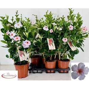 MANDE SUN EARL CREAM