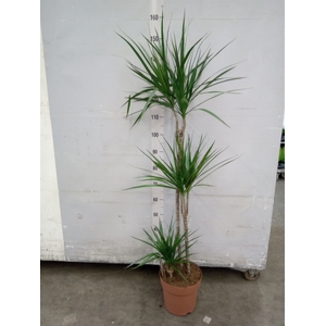 Dracaena marg.