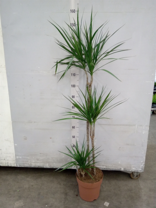 <h4>Dracaena marg.</h4>