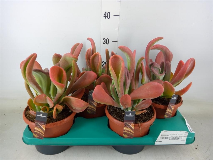 <h4>Kalanchoe NF   ...</h4>