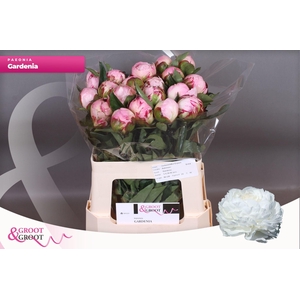 Paeonia Gardenia | Heavy Quality