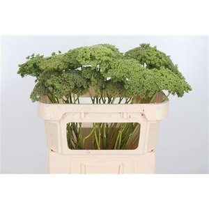 AMMI MAJUS VISNAGA ZAAD*