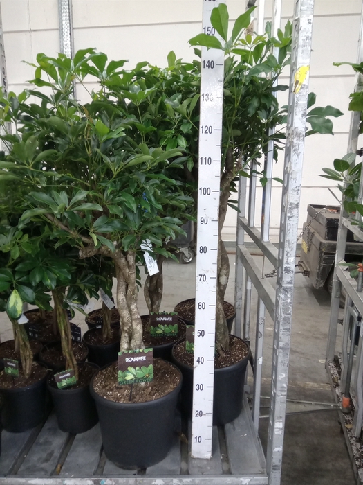 <h4>Schefflera arbor. 'Compacta'</h4>