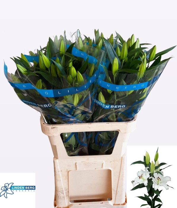 <h4>LI OR MONTENEU</h4>