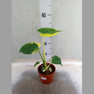 Monstera adansonii 'Aurea'