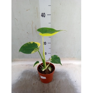 Monstera adansonii 'Aurea'