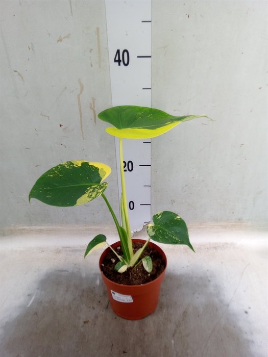 <h4>Monstera adansonii 'Aurea'</h4>