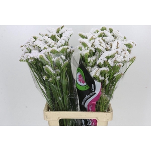 Limonium sinuatum White