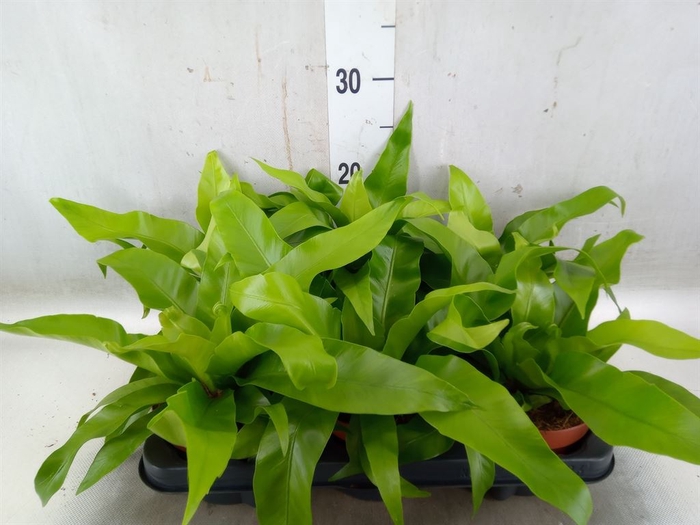 <h4>Asplenium antiquum</h4>