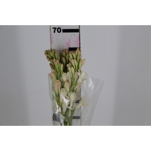 ANGELICA 070 CM