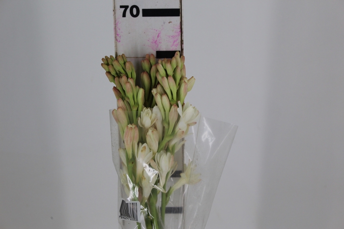 <h4>ANGELICA 070 CM</h4>
