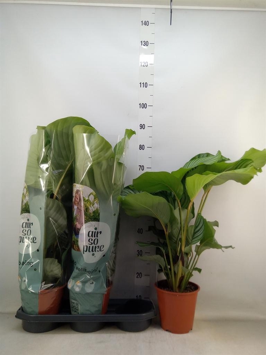 <h4>Calathea orbifolia</h4>