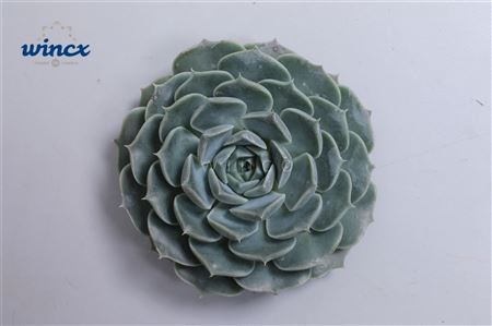 <h4>Echeveria Haylina Cutflower Wincx-5cm</h4>