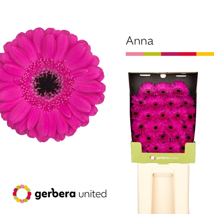 <h4>Germini Anna Diamond</h4>