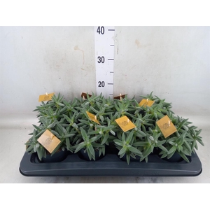 Crassula  'Kraaiepootje'