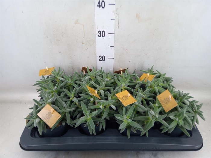 <h4>Crassula  'Kraaiepootje'</h4>