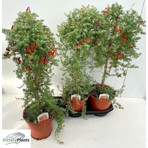 LOTU CORNICULATUS stock