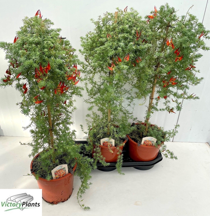 <h4>LOTU CORNICULATUS stock</h4>