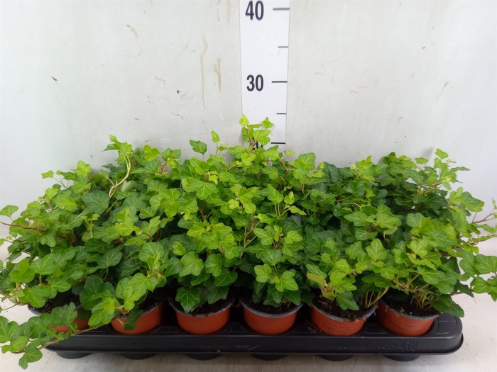 <h4>Hedera helix 'Wonder'</h4>