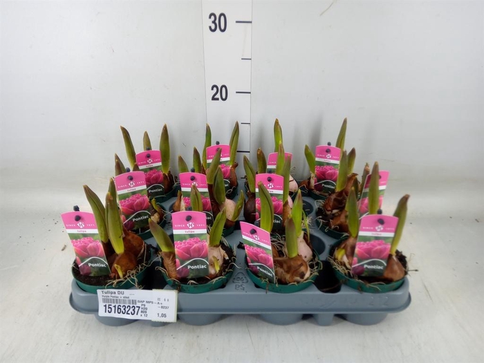 <h4>Tulipa DU   ...</h4>