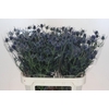 Eryngium Blue Dynamite